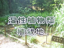 �����A���ސA�͒n