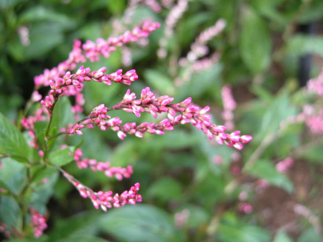 東京薬科大学東薬会 薬用植物園写真集 東京薬科大学東薬会 薬用植物園写真集