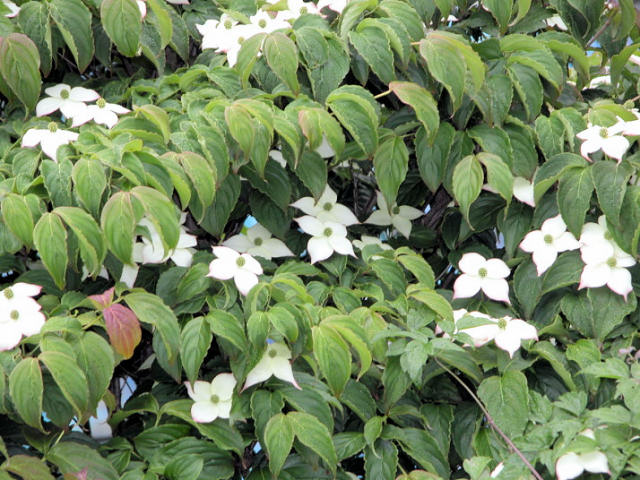 東京薬科大学東薬会 薬用植物園写真集